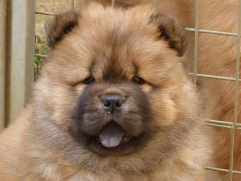 A cream-coloured Chow Chow sitting outdoors by a fence after grooming