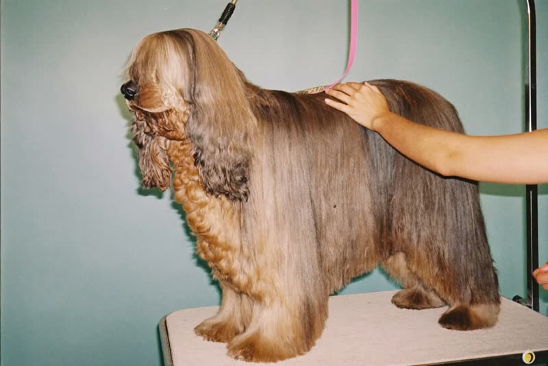 A long-coated dog standing on a grooming table being handled