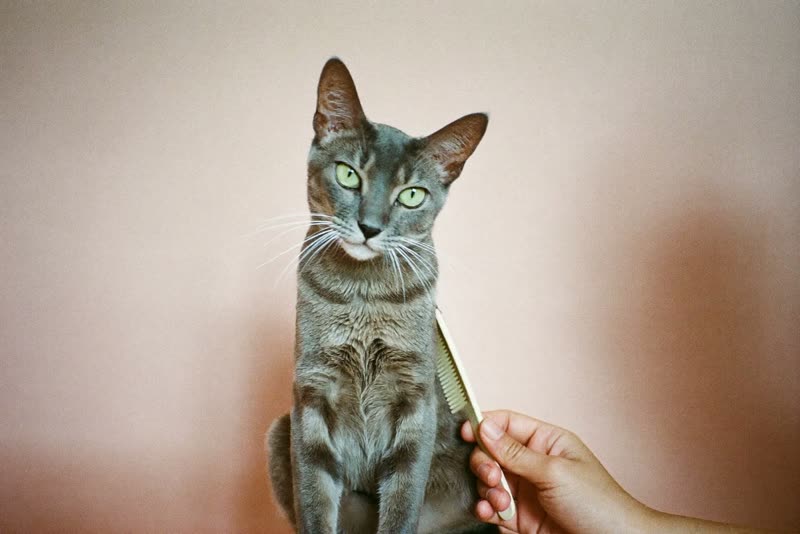 A cat being combed