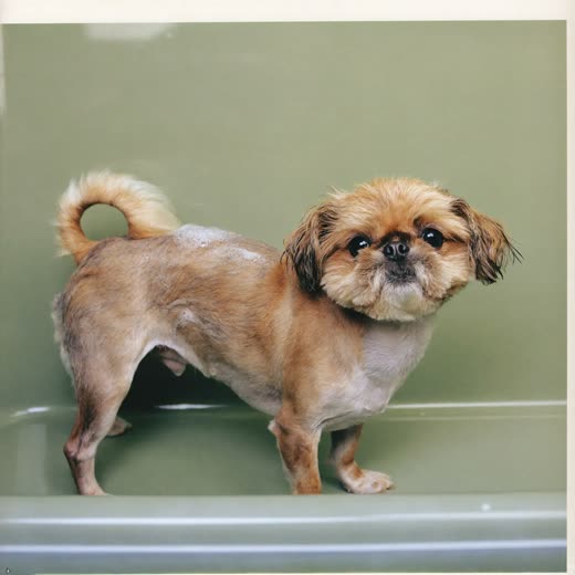 A small dog being bathed in a grooming tub