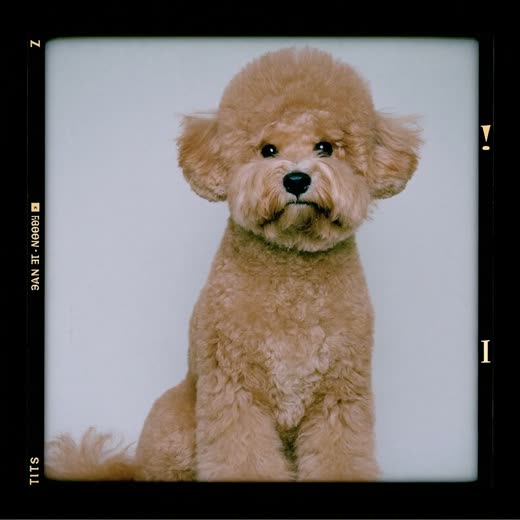 A freshly groomed fluffy dog sitting neatly